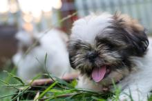 Shih Tzu Puppies For Sale In Delhi