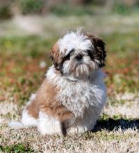 Shih Tzu Puppies For Sale In Hyderabad