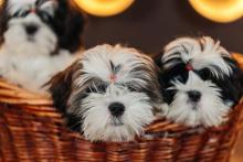 Shih Tzu Puppies For Sale In Mumbai