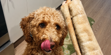 Rawhide Dog Chews