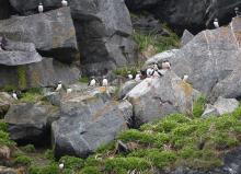Whale and puffin tour