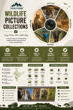 Wildlife Picture Collections