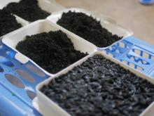 Best Worm Composting Kits