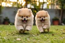 Pomeranian Puppies for Sale in Ahmedabad