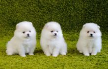 https://www.mrnmrspet.com/dogs/pomeranian-puppies-for-sale/bangalore