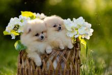 Pomeranian Puppies for Sale in Delhi