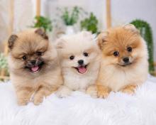 Pomeranian Puppies for Sale in Kolkata
