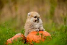Pomeranian Puppies for Sale in Mumbai