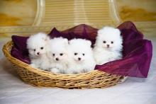 Pomeranian puppies for sale in Noida
