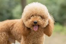Poodle Puppies for Sale in Ahmedabad