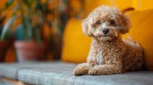 Poodle Puppies for Sale in Delhi