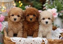 Poodle Puppies for Sale in Jaipur
