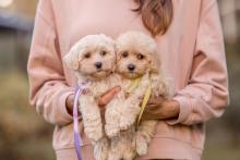 Poodle Puppies for Sale in Kolkata