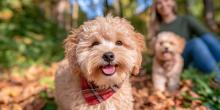 Poodle Puppies for Sale in Mumbai