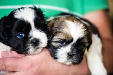 Shih Tzu Puppies for Sale in Chennai