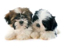 Shih Tzu Puppies for Sale in Jaipur