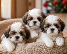 Shih Tzu Puppies for Sale in Kolkata