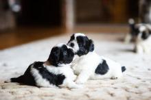 Shih Tzu Puppies for Sale in Noida