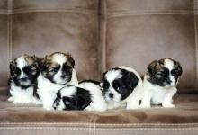 Shih Tzu Puppies for Sale in Pune
