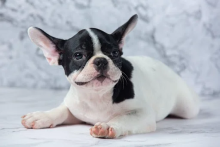 Frenchie Puppies For Sale Near Me