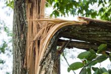 emergency tree removal