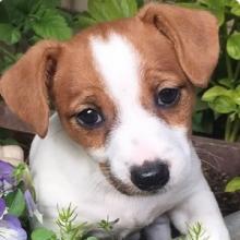 Dog Breeder