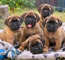 Bullmastiff Puppies for Sale in Chennai