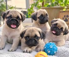 Pug Puppies for Sale in Pune