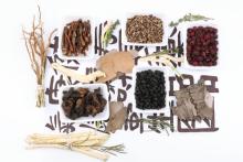 Chinese Herbal Medicine For Tumors
