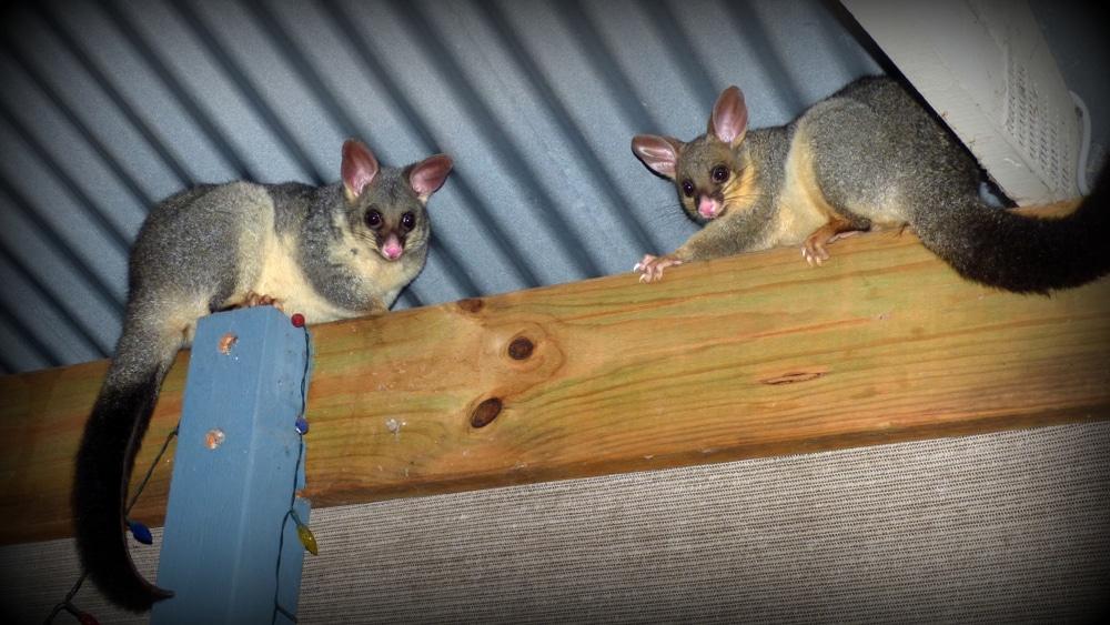 possums