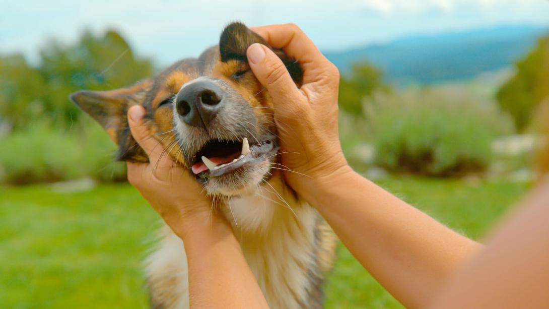 Pet Grooming