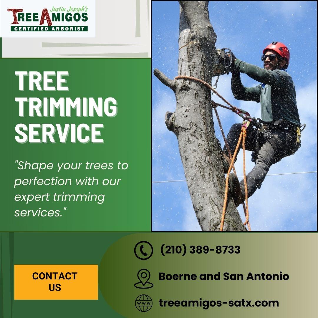 Tree Trimming in Boerne and San Antonio