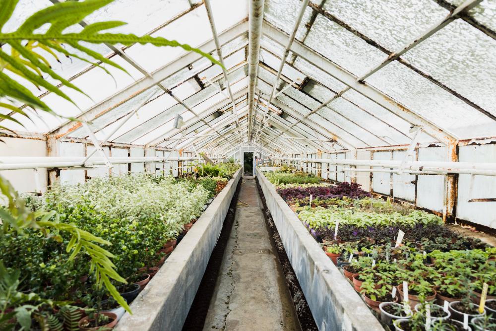greenhouse