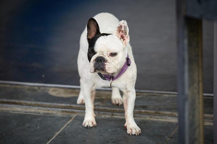 French Bulldog for sale near you