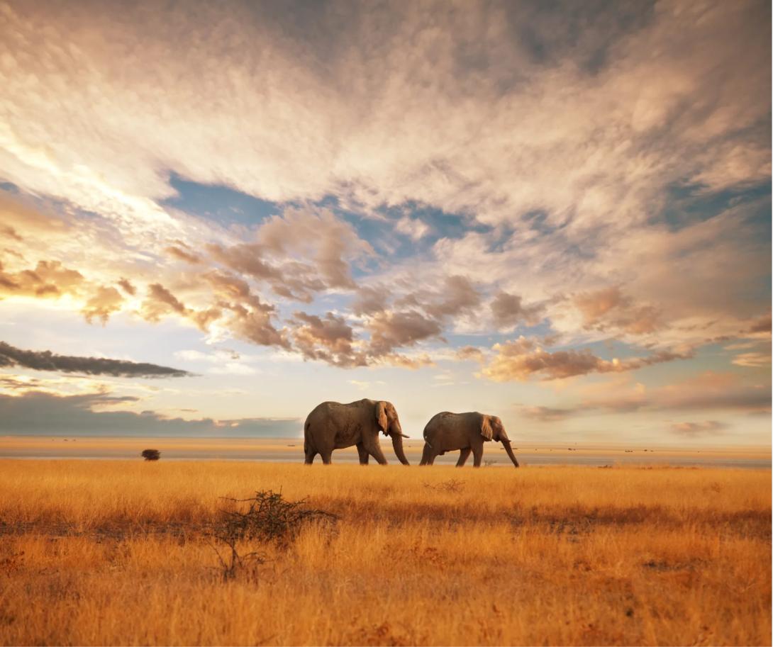 ethical animal encounters