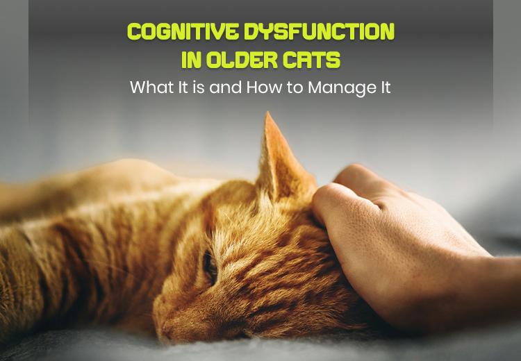 Cognitive Dysfunction in Older Cats: How to Recognize & Manage