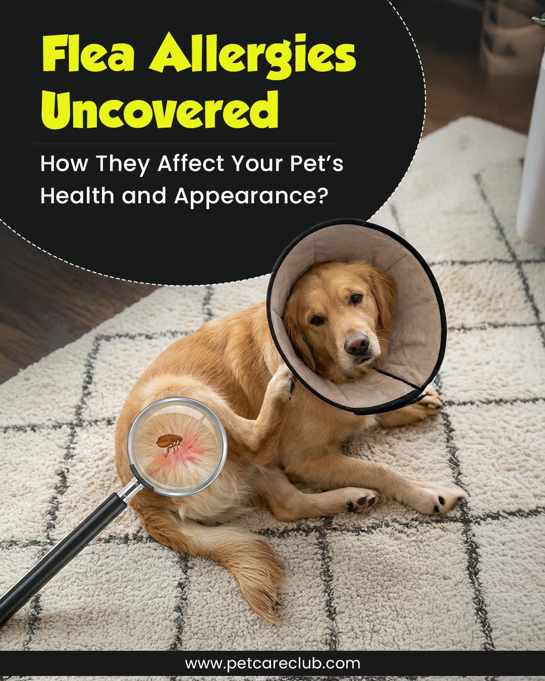 Flea Allergy Dermatitis in Dogs: Symptoms, Treatment & Prevention