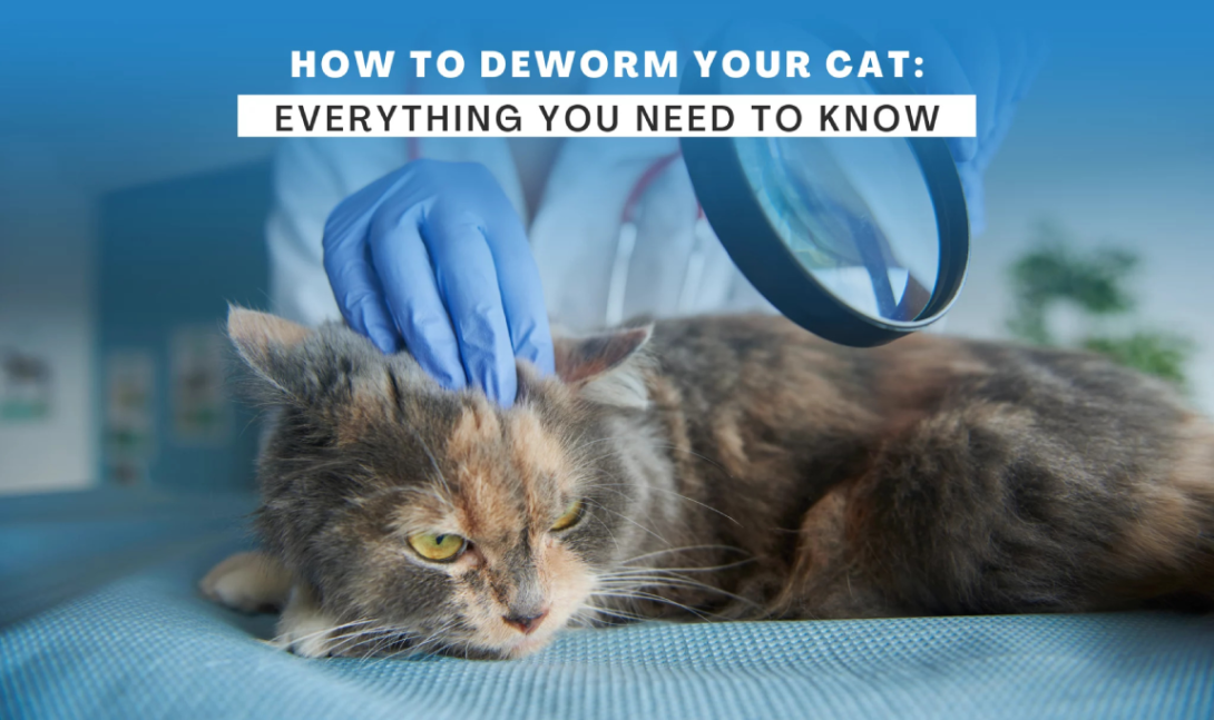 How to Choose the Right Dewormer for Your Cats – Expert Advice for Optimal Cat Health