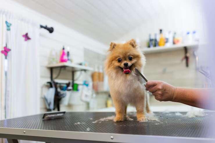 Dog Grooming in Noida