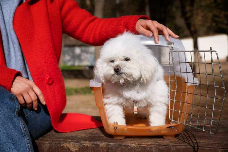 Dog Hostel in Ahmedabad