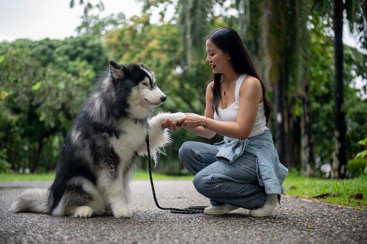 Dog Training in Lucknow