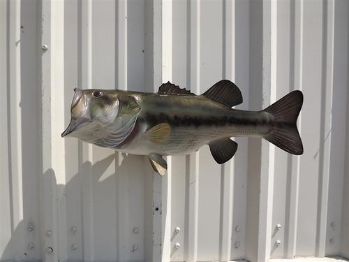 Largemouth bass mount