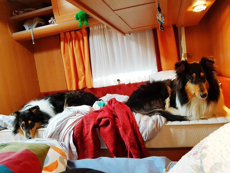 Dog Hostel in Faridabad