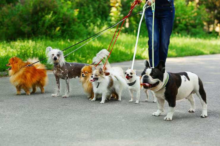 Dog Walkers in Amritsar