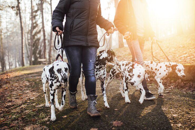 Dog Walkers in Faridabad