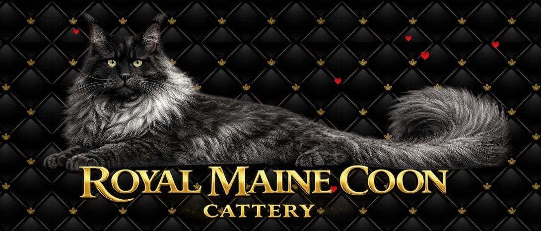 Trusted Maine Coon Breeder In USA