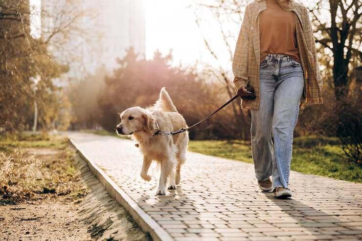 Dog Walking Services in Jaipur
