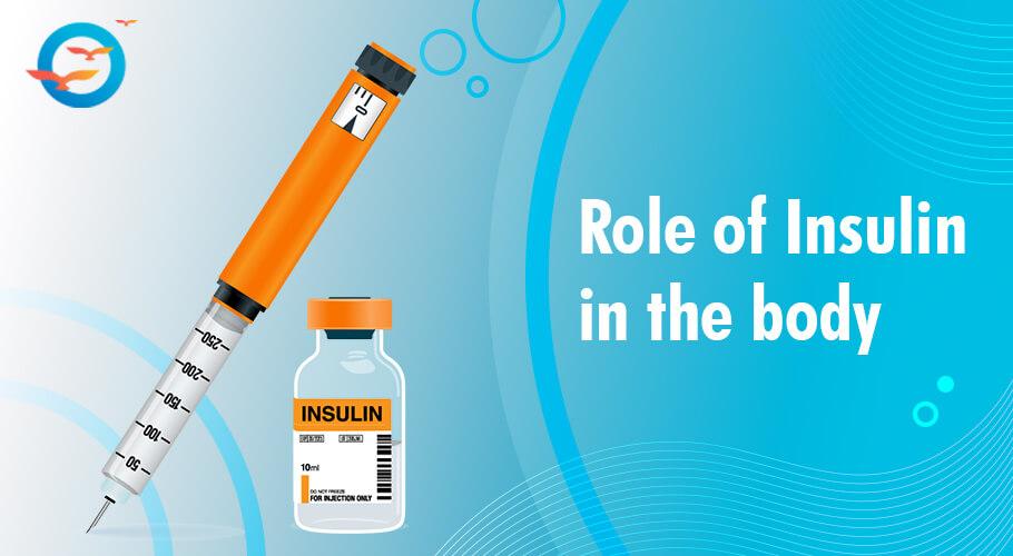 role of insulin in the human body