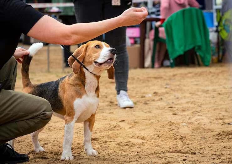 Dog Training Service in Ahmedabad