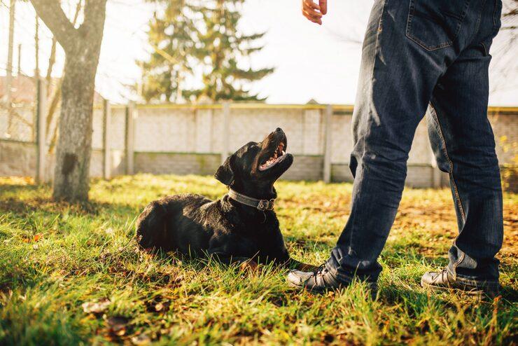 Dog Training Service in Bangalore